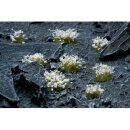 Gamers Grass Tufts White Flowers Wild