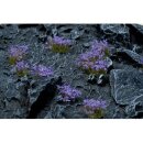 Gamers Grass Tufts Violet Flowers Wild