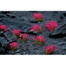 Gamers Grass Tufts Pink Flowers Wild