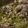 Gamers Grass Laser Plants - Deer Fern