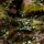 Gamers Grass Laser Plants - Plantain Lily