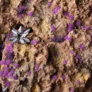 Gamers Grass Tiny Tufts Alien Purple