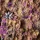 Gamers Grass Tiny Tufts Alien Purple