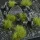 Tufts Dry Green 6mm Small
